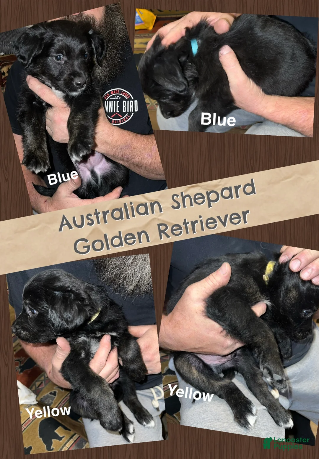 Mixed Breed dogs for sale: Green Collar Puppy - Ad 4