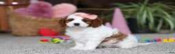 Cavapoo dogs for sale: Layla - Ad 2