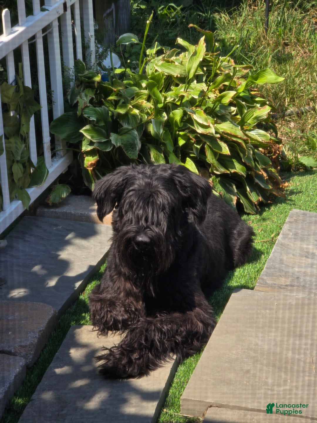 Mixed Breed dogs for sale: Female 1 - Ad 3