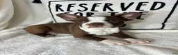 Boston Terrier dogs for sale: Betty - Ad 2