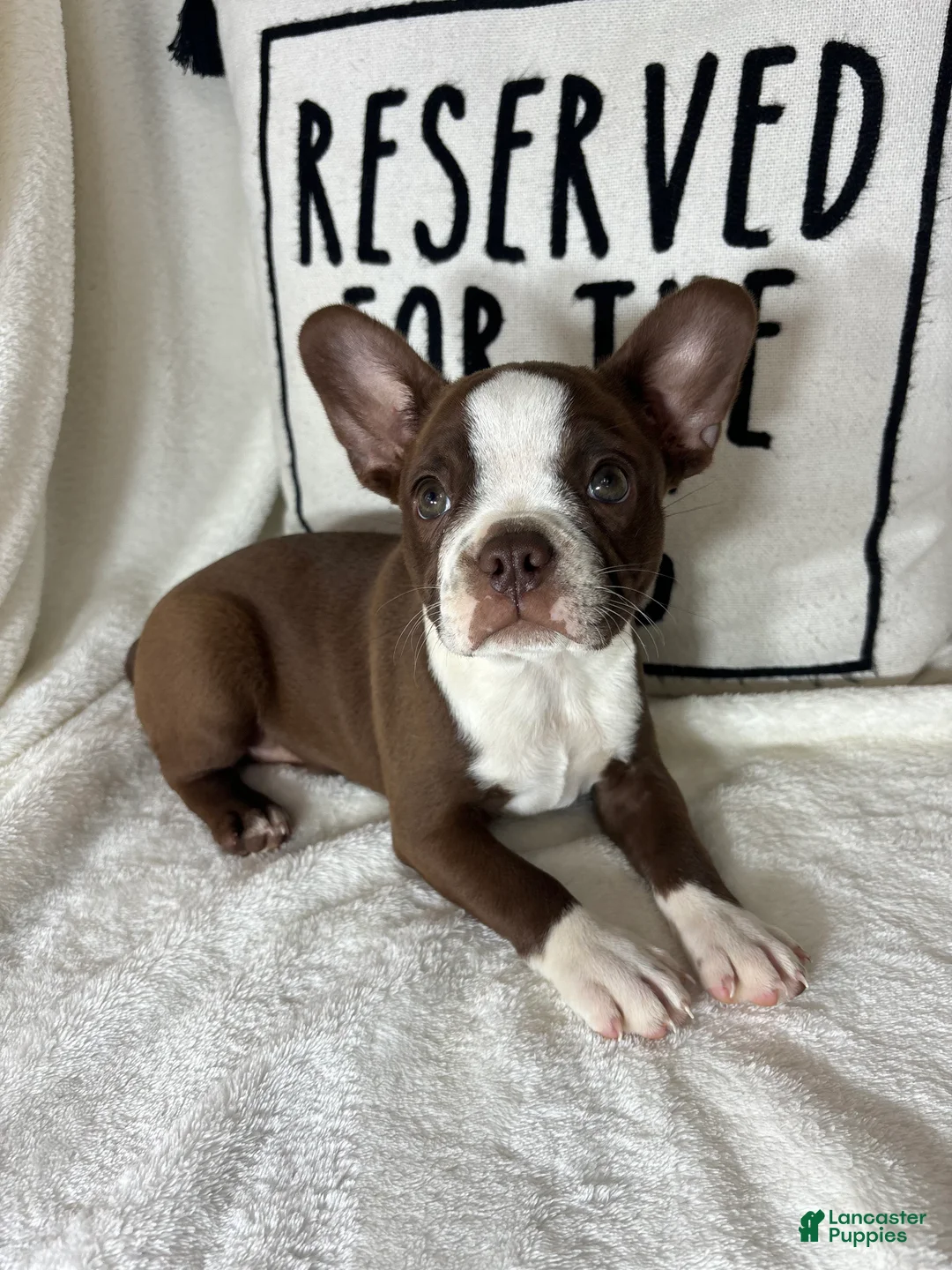 Boston Terrier dogs for sale: Betty - Ad 2