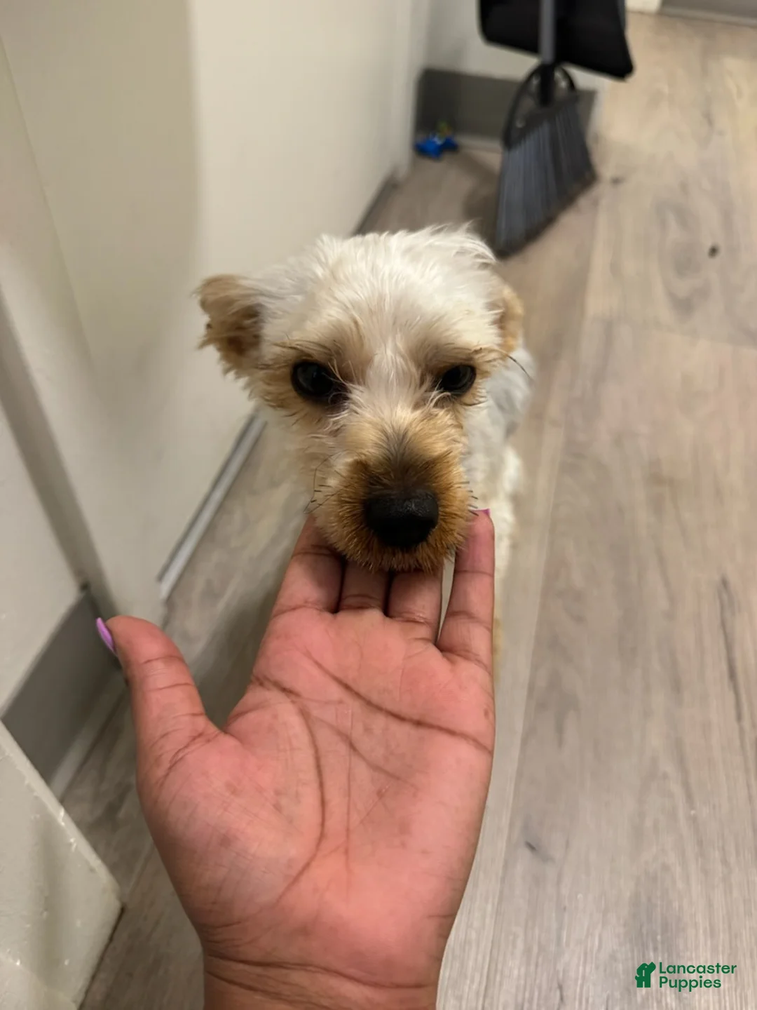 Yorkshire Terrier dogs for sale: Ace - Ad 2