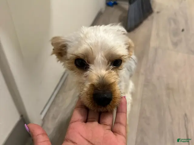 Yorkshire Terrier dogs for sale: Ace - Ad 2