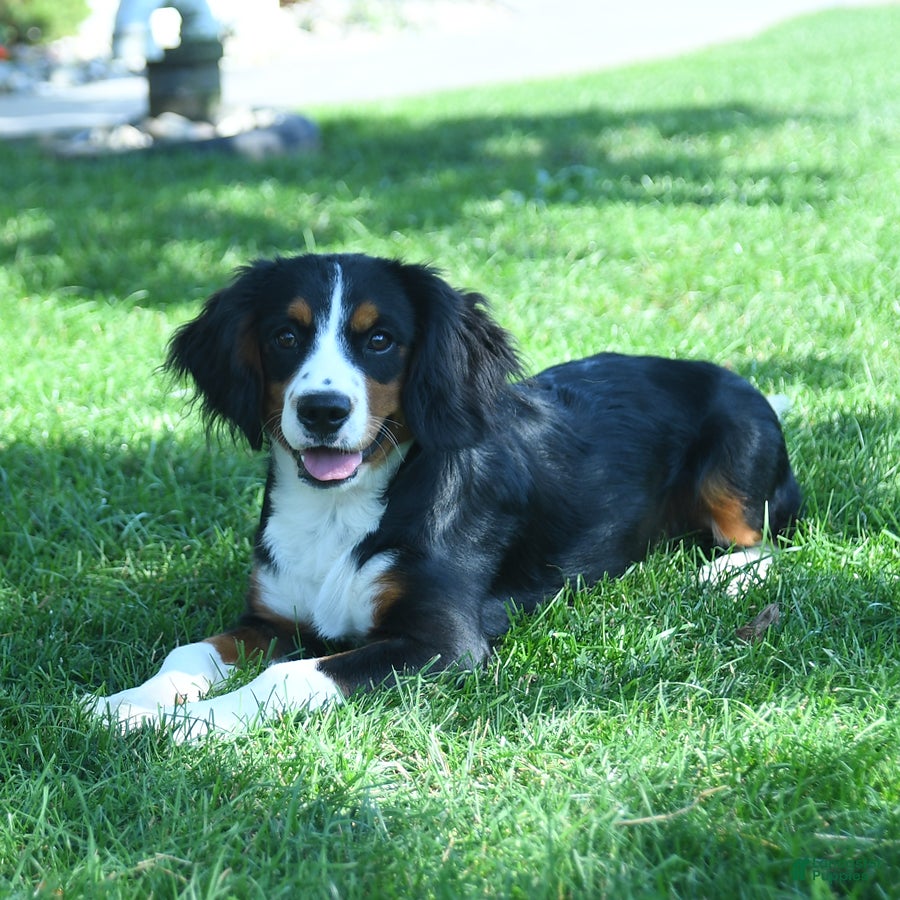 Bernese Mountain Dog And Cocker Spaniel Mix Miniature Bernese