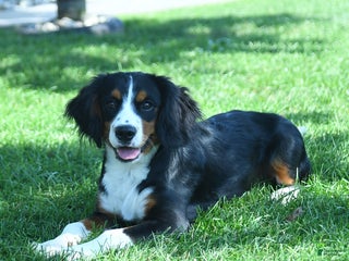 Miniature Bernese Mountain Dog dogs - Ad 6