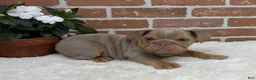 English Bulldog dogs for sale: Skye - Ad 6
