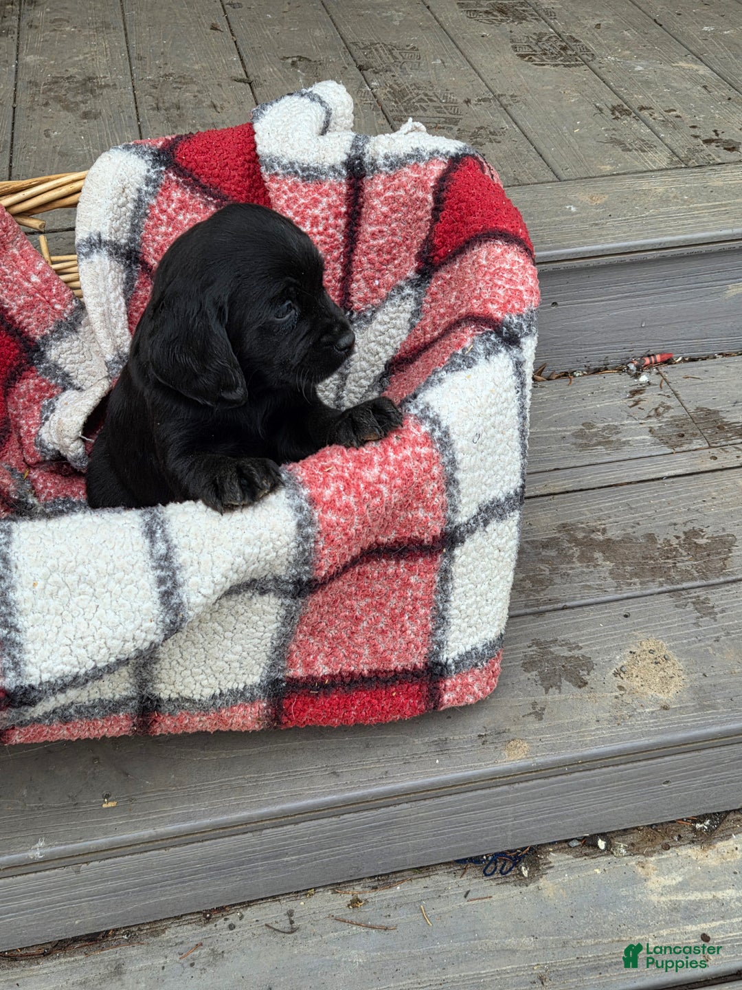 Mixed Breed dogs for sale: Labrador/Cocker Spaniel  - Ad 1