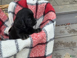 Mixed Breed dogs Labrador/Cocker Spaniel - Ad 37