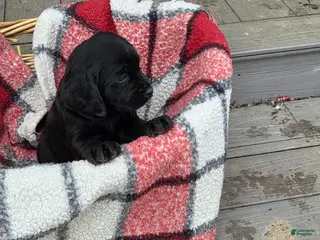 Mixed Breed dogs Labrador/Cocker Spaniel - Ad 22