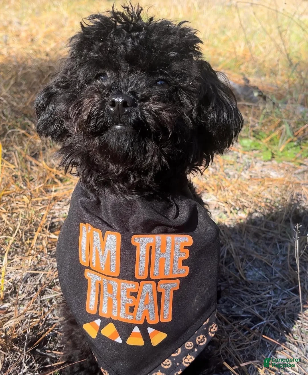 Havapoo dogs for sale: Socks - Ad 3