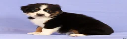 Miniature Australian Shepherd dogs for sale: Daisy - Ad 5
