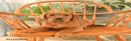 Labrador Retriever dogs for sale: Ruby - Ad 4