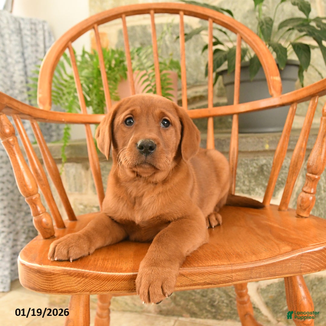 Labrador Retriever dogs for sale: Ruby - Ad 4