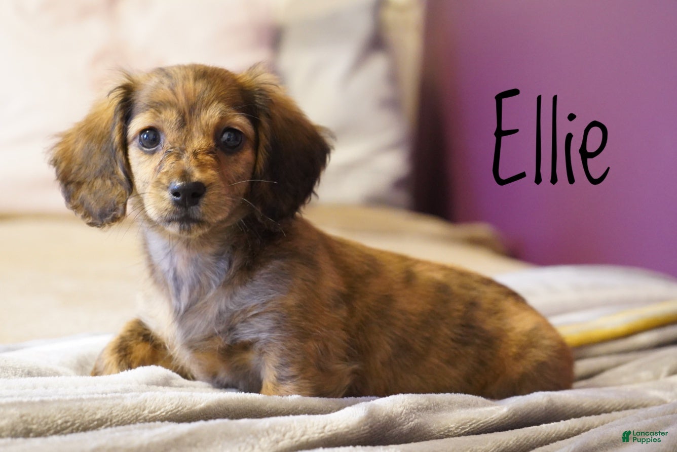 Dachshund dogs Ellie - Ad 1