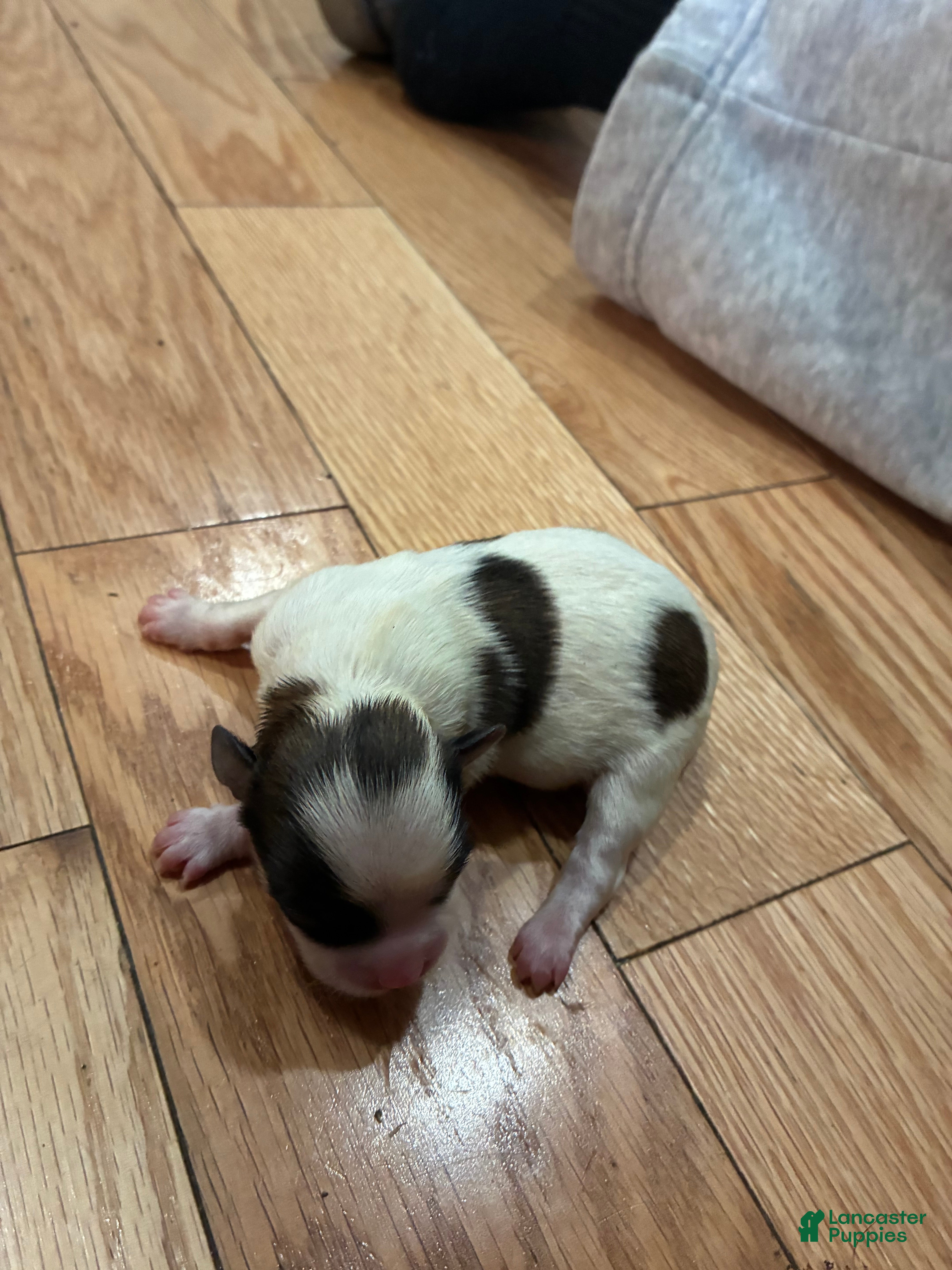 Mixed Breed dogs for sale: Shih Tzu 2 - Ad 17