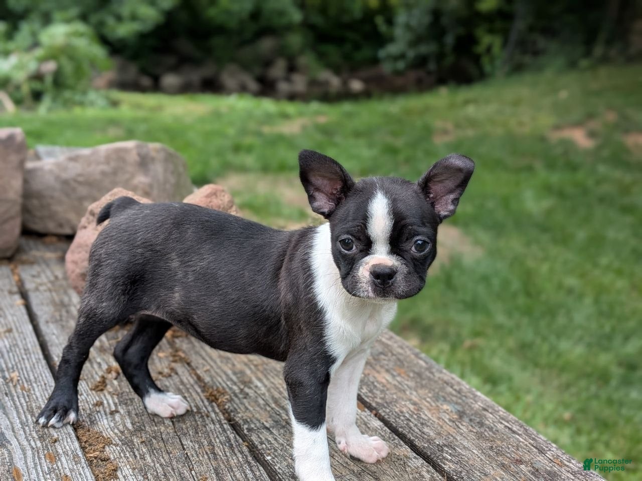 Boston Terrier dogs Pansy - Ad 1