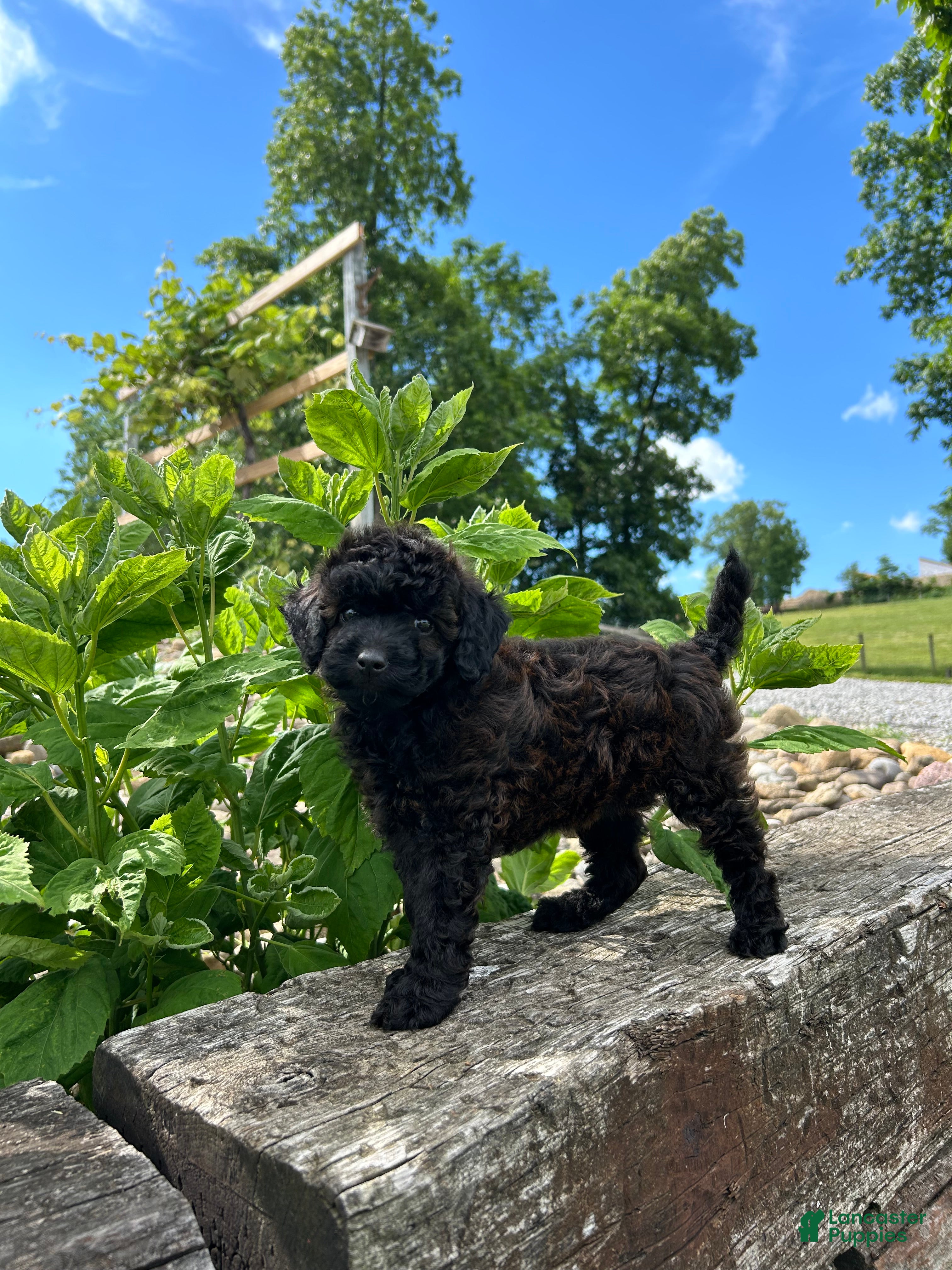 Mini Goldendoodle dogs Ginger - Ad 1