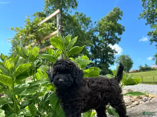 Mini Goldendoodle dogs for sale: Ginger - Ad 4