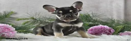 French Bulldog dogs for sale: Harley - Ad 10