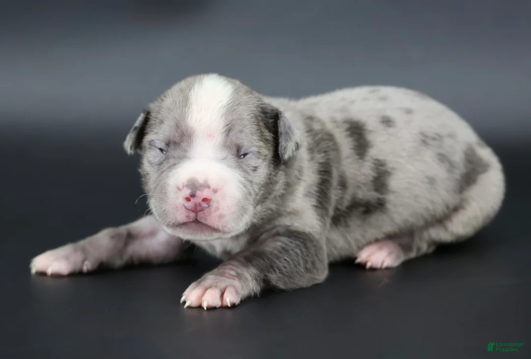 American Bully dogs for sale: Heath - Ad 1