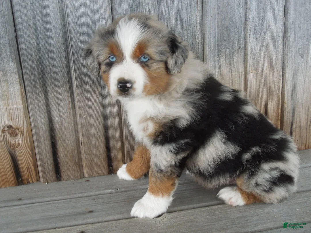 Gallery Image {{count}}