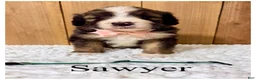Bernedoodle dogs for sale: Sawyer- Standard F1 - Ad 3