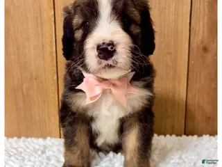 Bernedoodle dogs Sawyer- Standard F1 - Ad 36