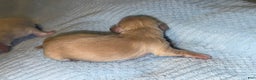 Miniature Dachshund dogs for sale: ee cream - Ad 21