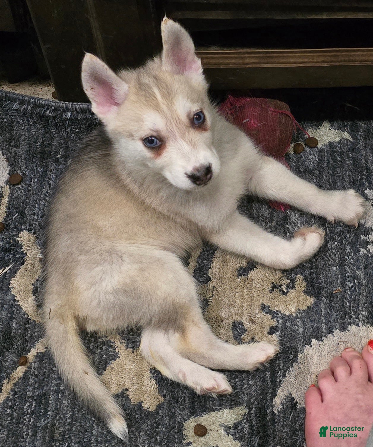 Gerberian Shepsky dogs Yuki - Ad 10