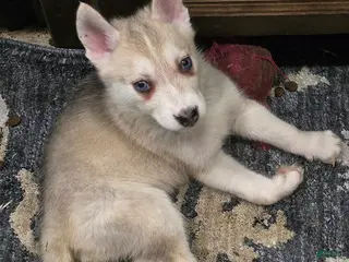 Gerberian Shepsky dogs Yuki - Ad 8