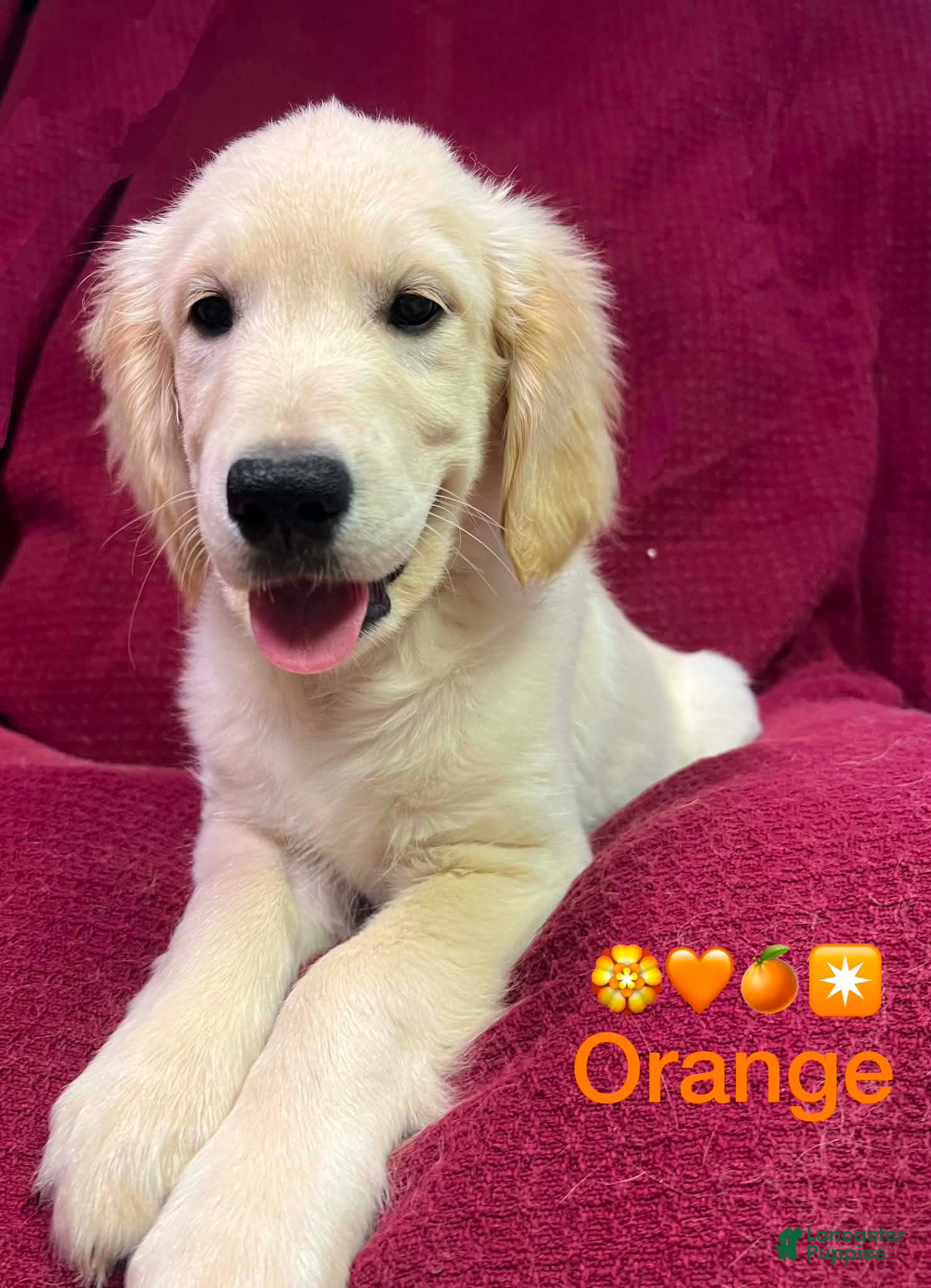 Golden Retriever dogs Golden Retriever 7 - Ad 1