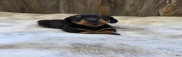 Miniature Dachshund dogs for sale: Sadie - Ad 2