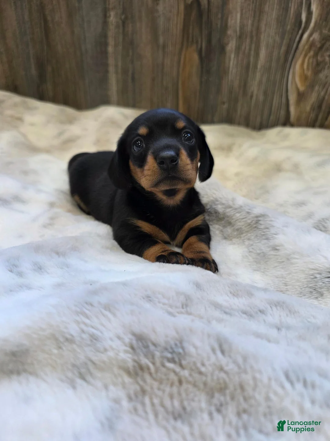 Miniature Dachshund dogs for sale: Sadie - Ad 2
