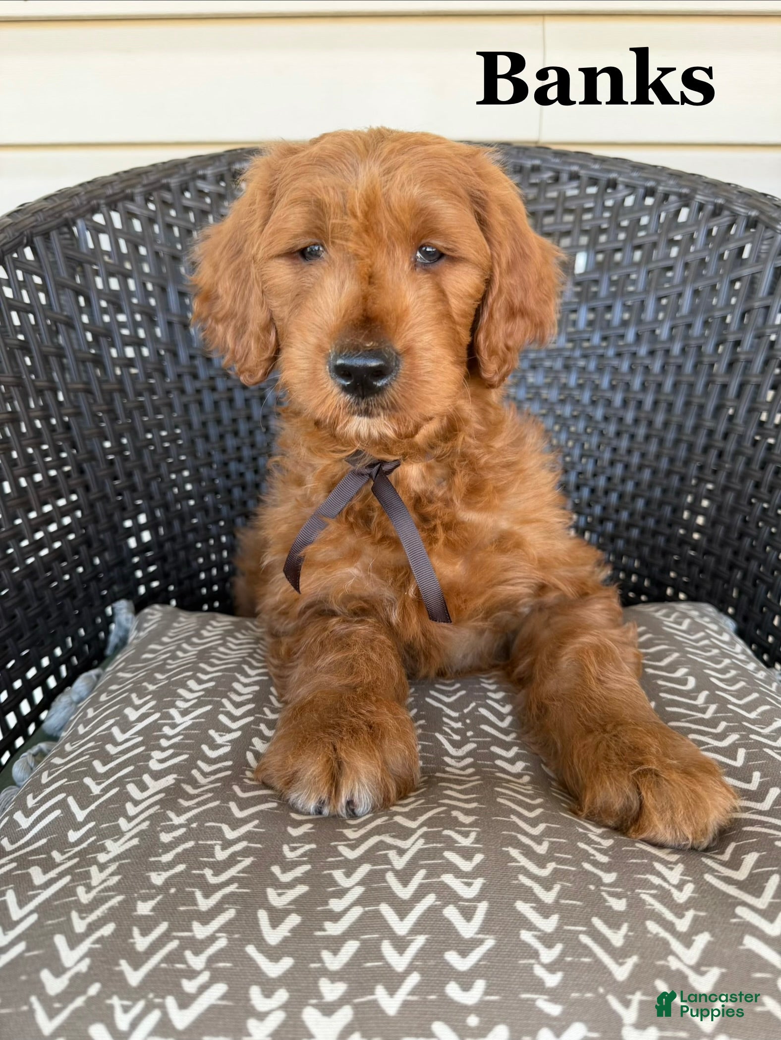 Goldendoodle dogs for sale: PENDING 🐾BANKS  - Ad 1