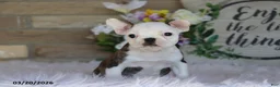 Frenchton dogs for sale: Marly - Ad 4