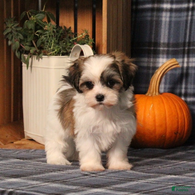 Flicka (Shichon, Female) in Manheim, PA
