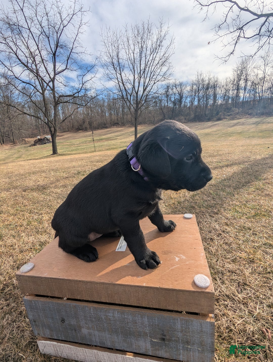 Labrador Retriever dogs for sale: Stella - Ad 6