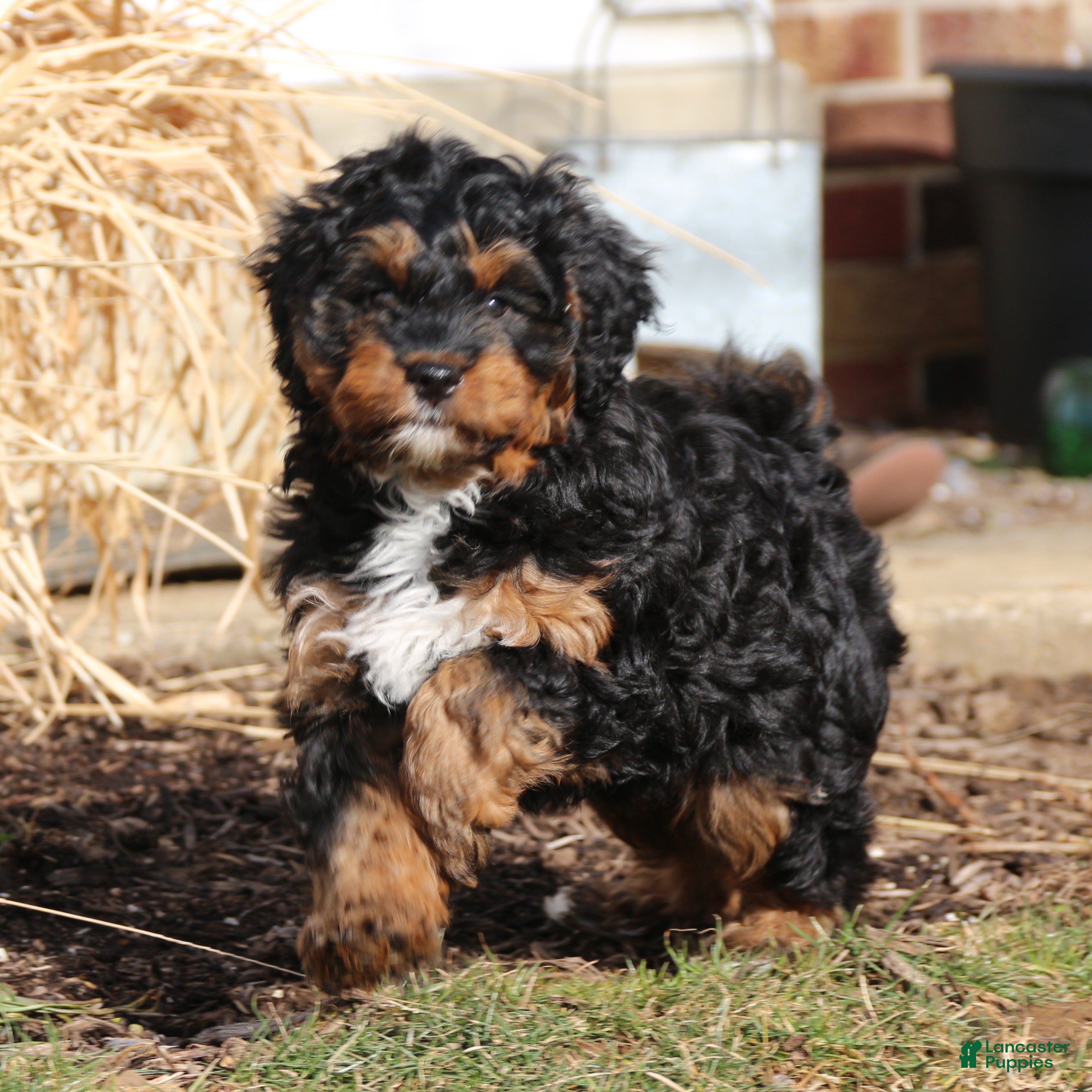 Mini Bernedoodle dogs Teddy - Ad 1