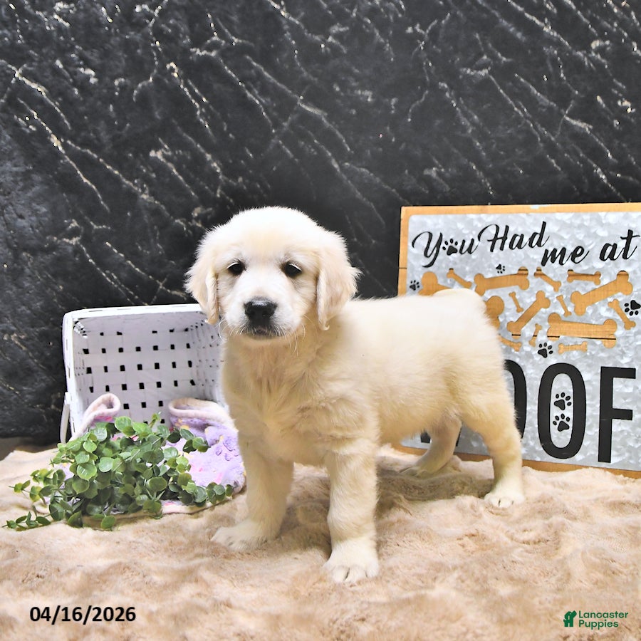 Golden Retriever dogs Miles - Ad 2