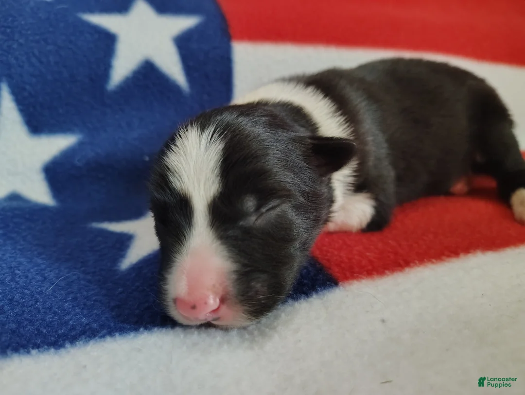 Border Collie dogs for sale: Finnley  - Ad 1