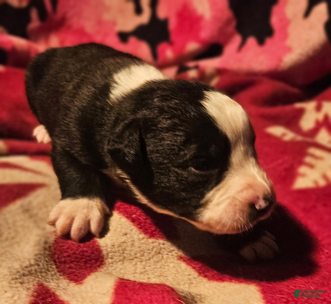 Border Collie dogs for sale: Earl - Ad 3