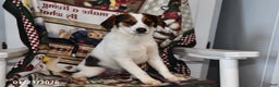 Mixed Breed dogs for sale: Bentley - Ad 5