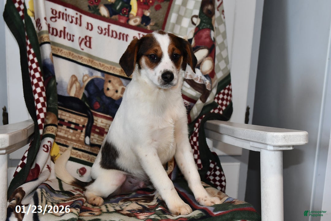 Mixed Breed dogs for sale: Bentley - Ad 5