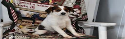 Mixed Breed dogs for sale: Bentley - Ad 5