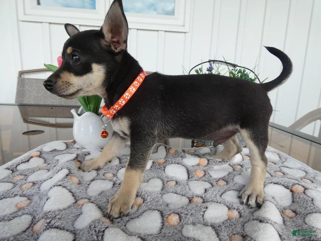 Chihuahua dogs for sale: Chihuahua 1 Cory - Ad 5