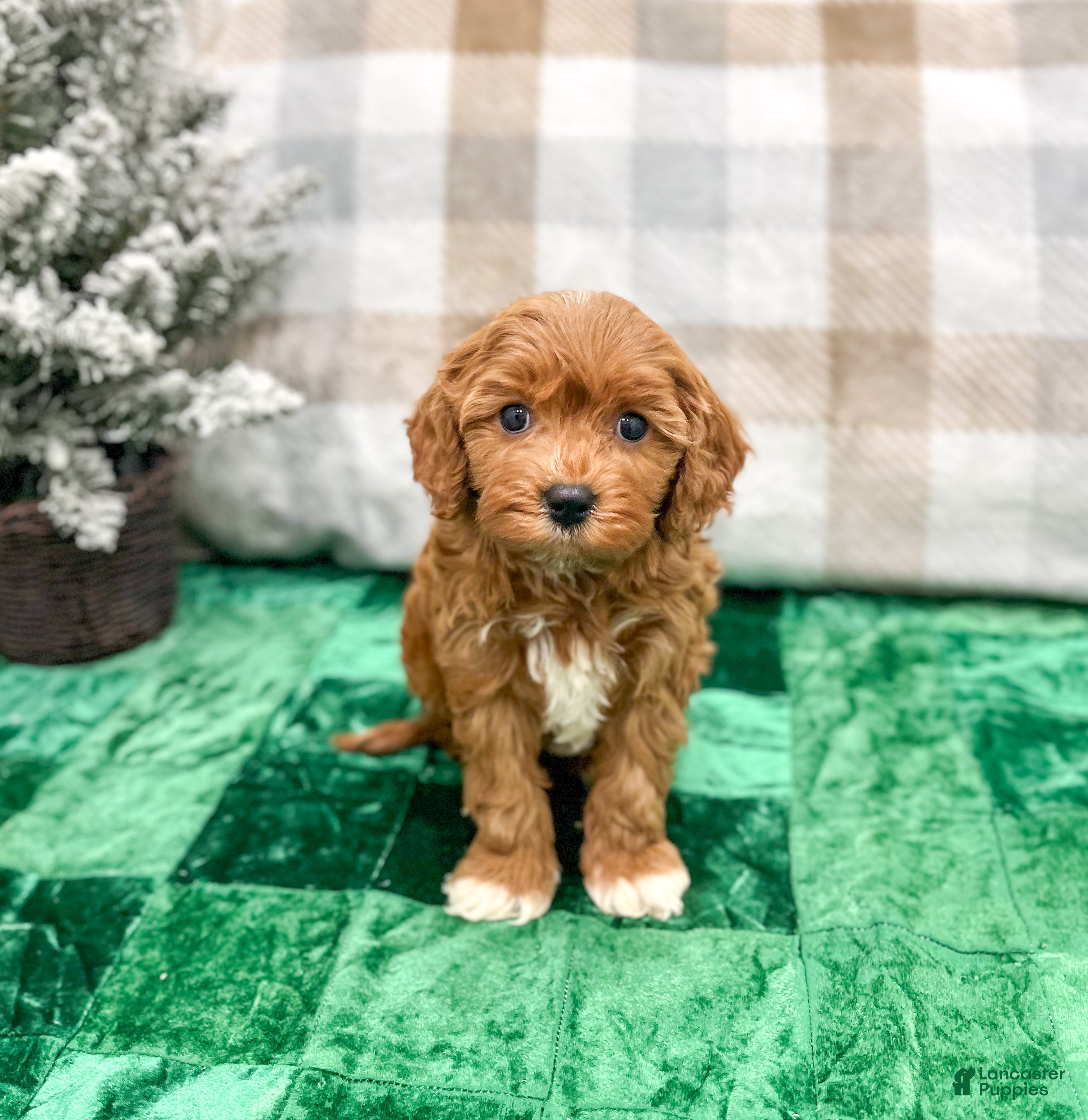 Cavapoo dogs Oliver - Ad 31