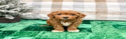 Cavapoo dogs for sale: Oliver - Ad 1