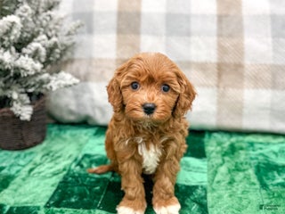 Cavapoo dogs Oliver - Ad 19