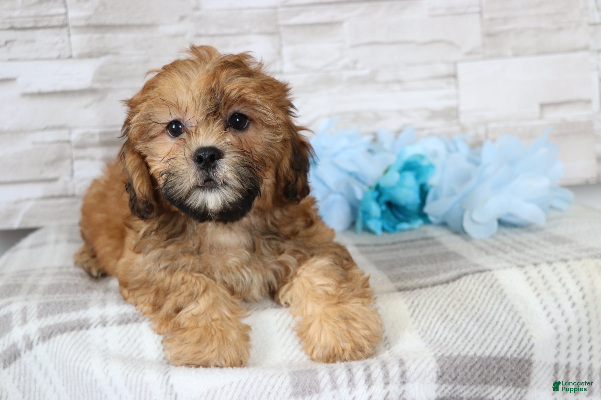 Shihpoo dogs Clement  - Ad 1