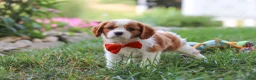 Cavalier King Charles Spaniel dogs for sale: Carter - Ad 7